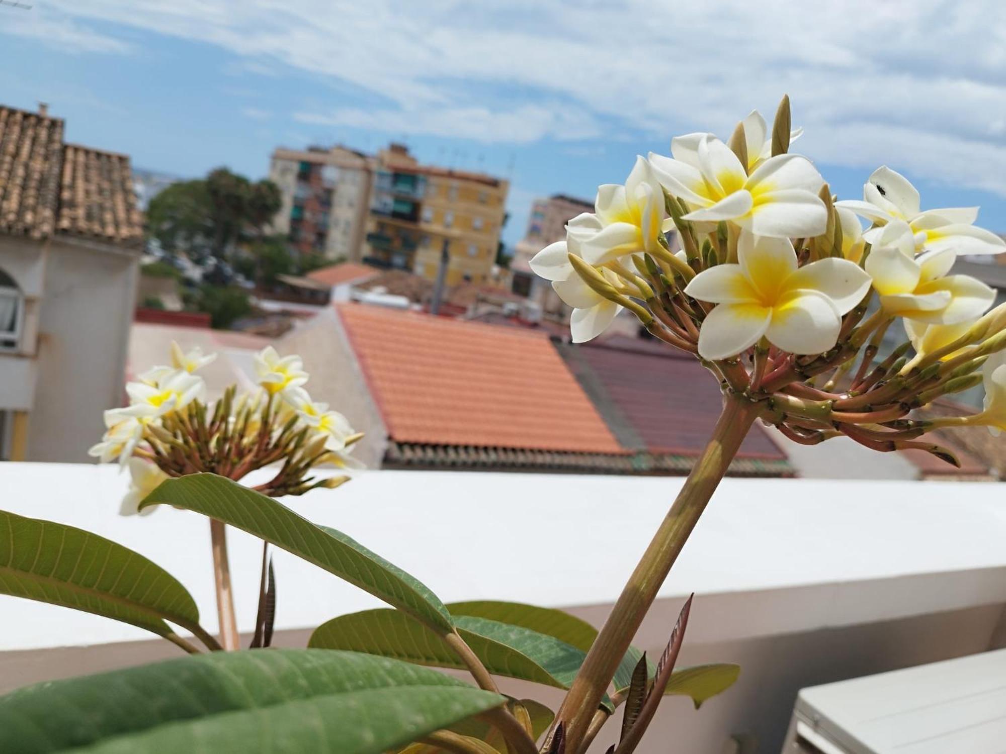 Apartamento Plumaria 말라가 외부 사진